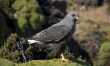 Red-backed Buzzard (male) 